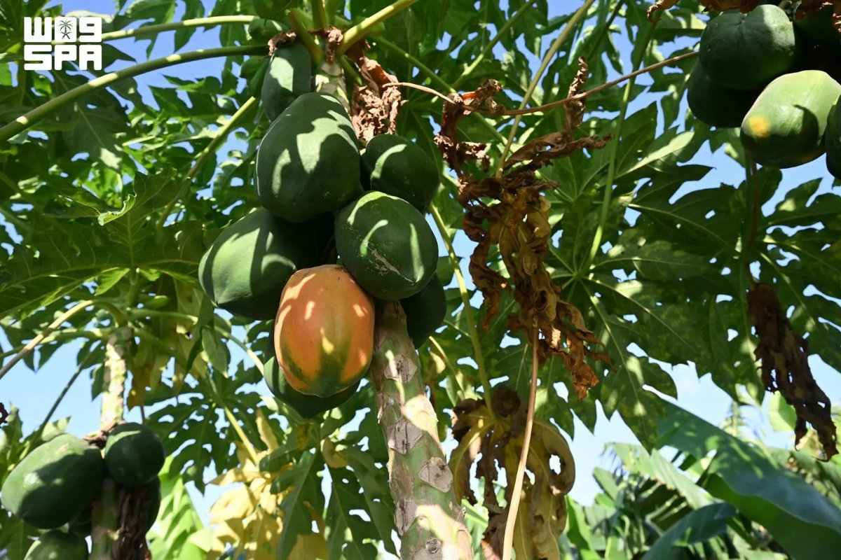 Jazan has about 800,000 papaya trees producing more than 40,000 tons a year, according to MEWA data. (SPA photo)