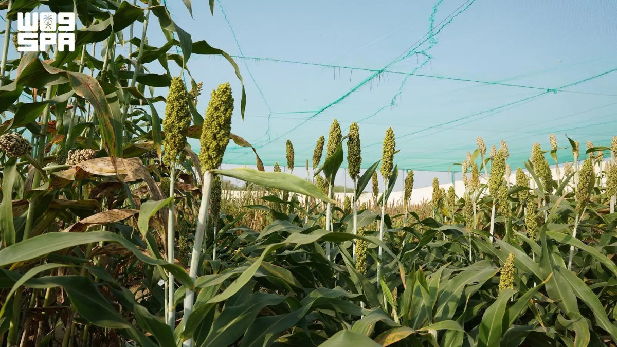 Sorghum is grown on more than 60,000 hectares, generating over 55,000 tons annually. (SPA photo)