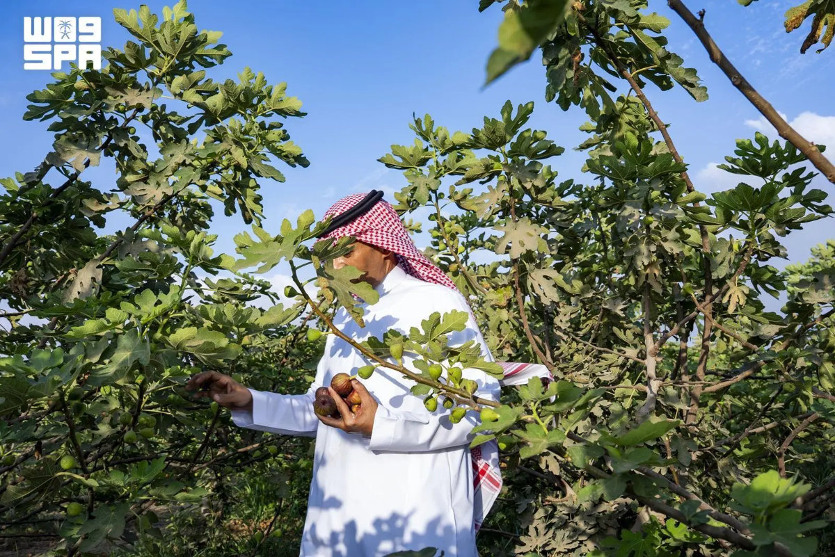 Fig cultivation in Jazan extends across 346 farms with more than 480,000 trees producing an estimated 9,600 tons each year. (SPA)