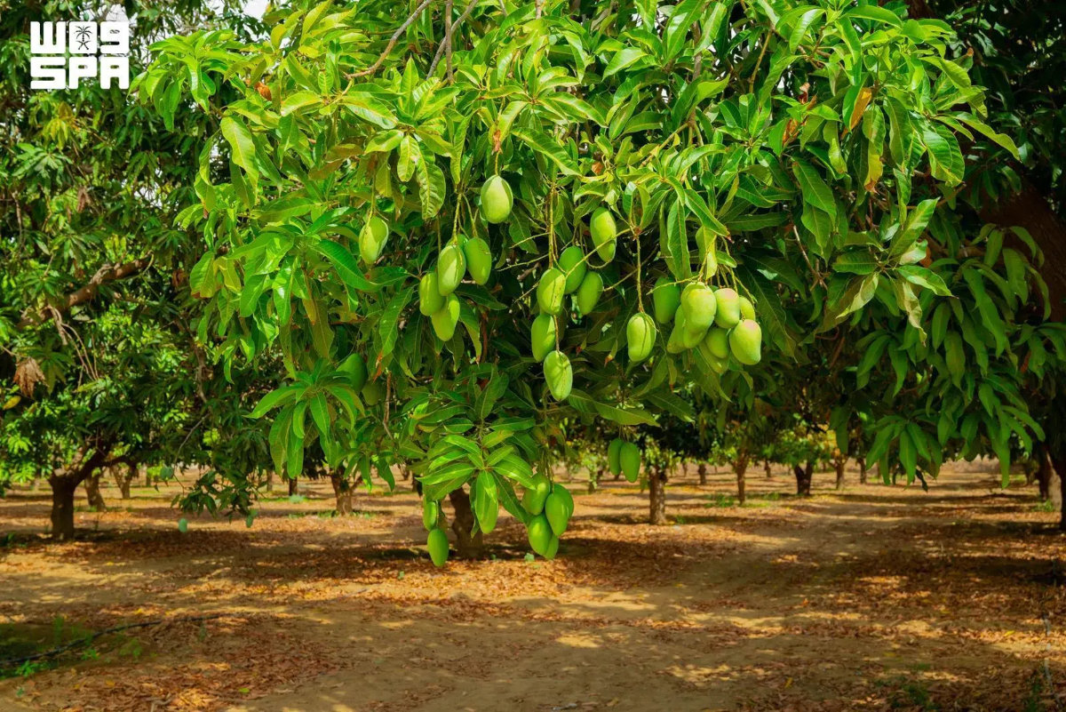 Jazan region is home to around one million fruit-bearing mango trees that produce about 65,000 tons annually. (SPA photo)