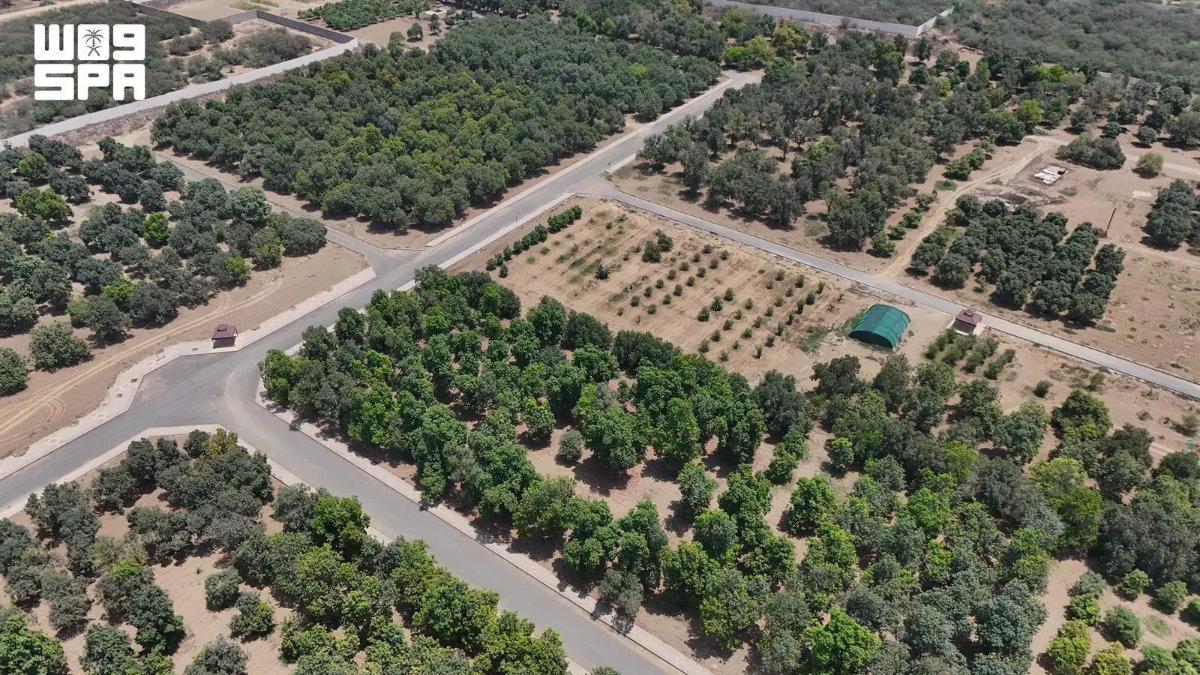 Jazan’s distinctive climate and fertile landscapes continue to make the region a cornerstone of Saudi Arabia’s food production. (SPA)