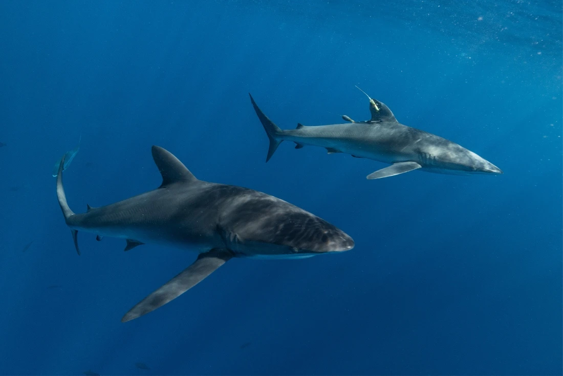 Unusually Arab News | Exotic species appear off California thanks to an unusually ...