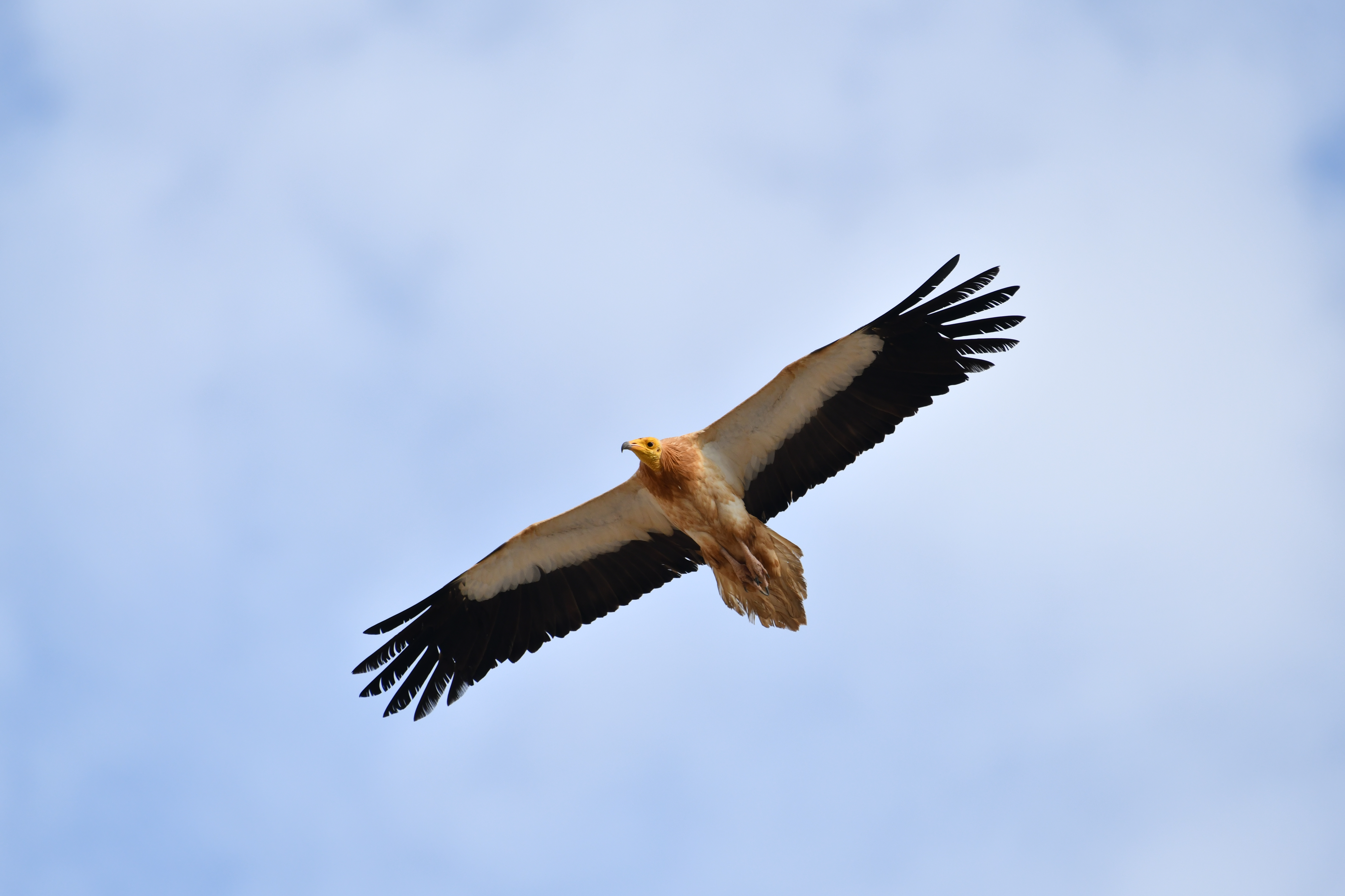 Saudi Arabia plans three ‘vulture restaurants’ to protect threatened species