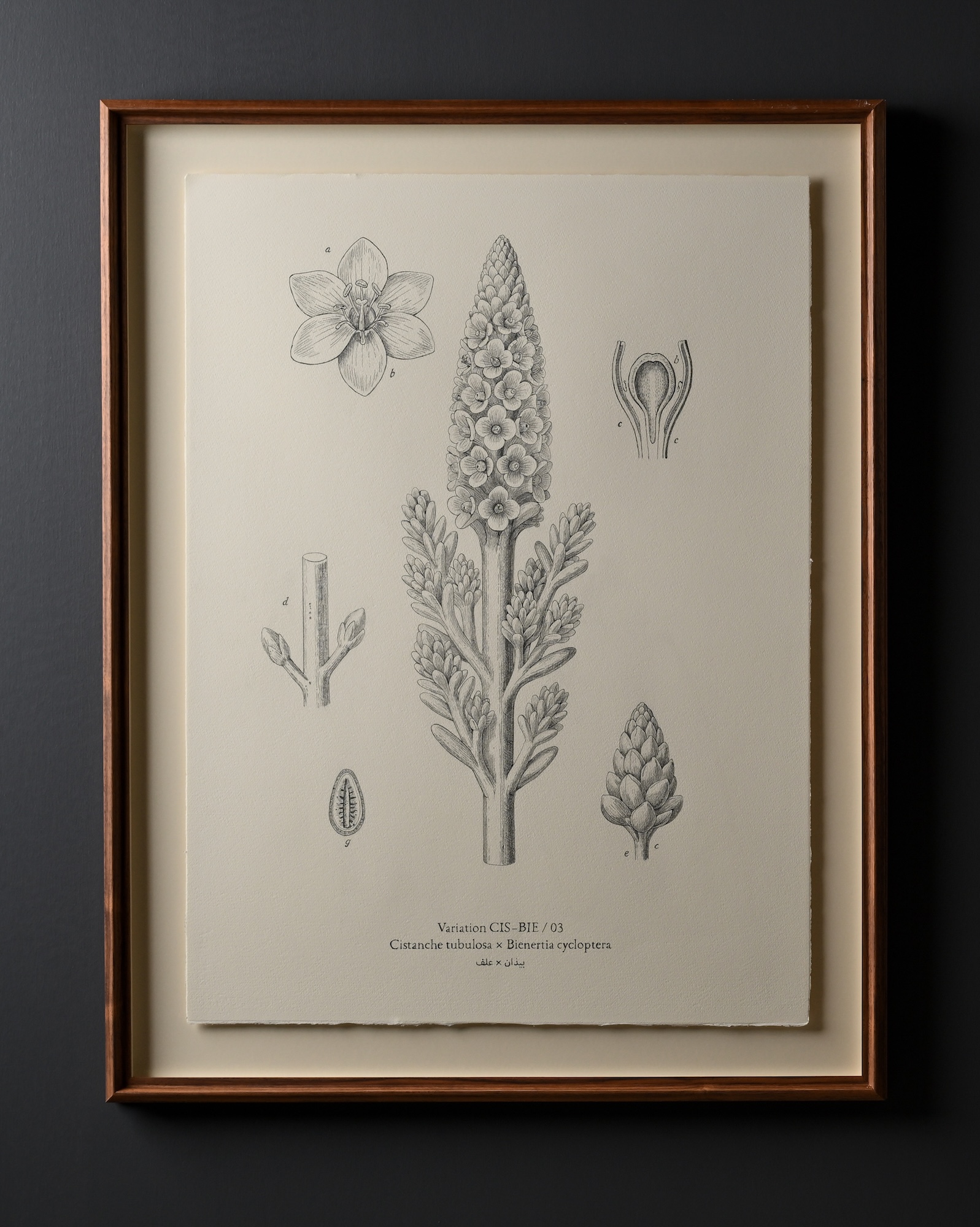 The artist is now considering extending “Flora Incognita” into a local, colloquial encyclopedia of plant names and has begun meeting botanists and farm owners. (Supplied)