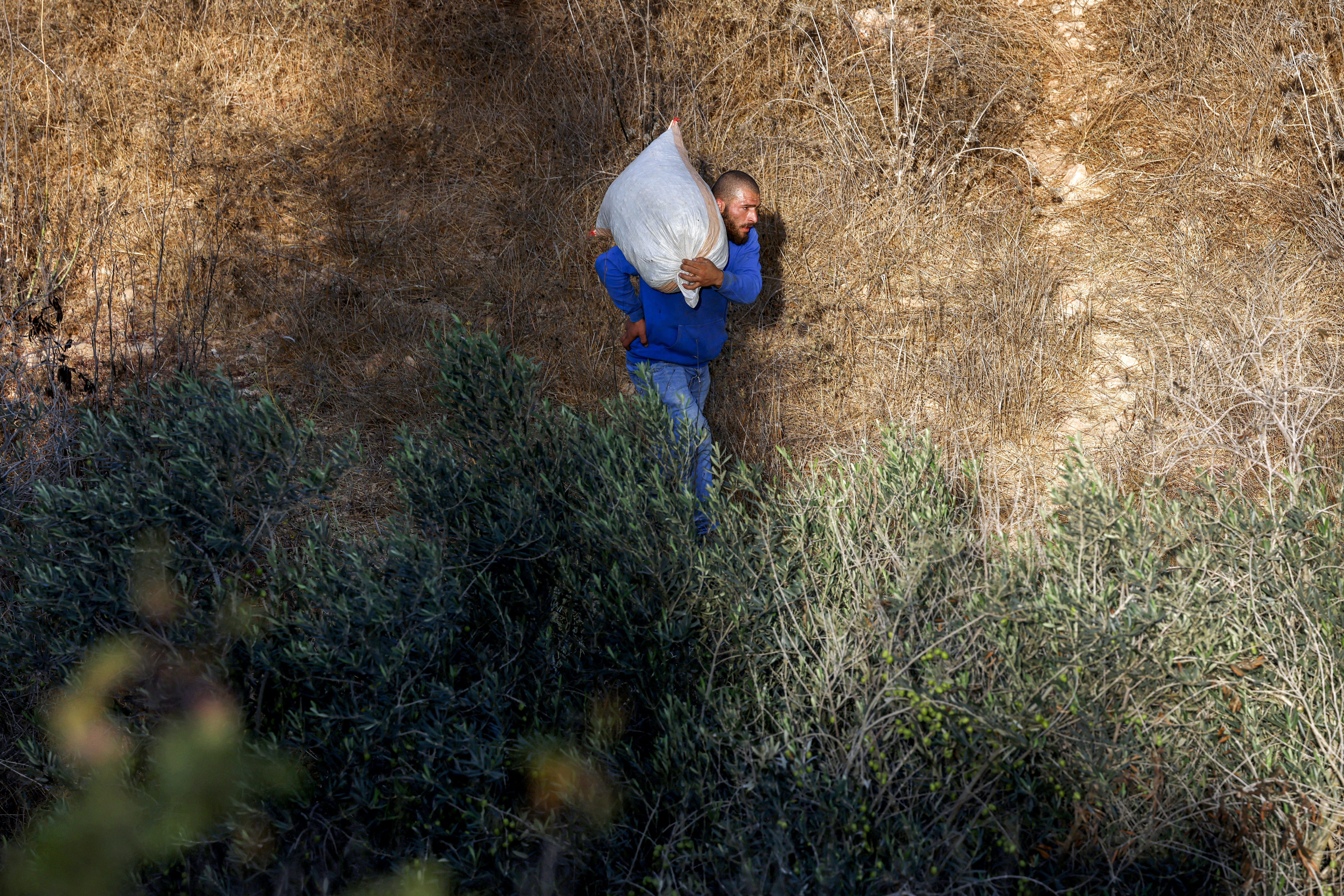 A Palestinian farmer carries a sack of collected olives during the harvest season near the Palestinian village of Ayn Yabrud, northeast of Ramallah. According to the Palestinian Farmers Union, about 110,000 families depend on privately owned olive groves for an income. (AFP file)