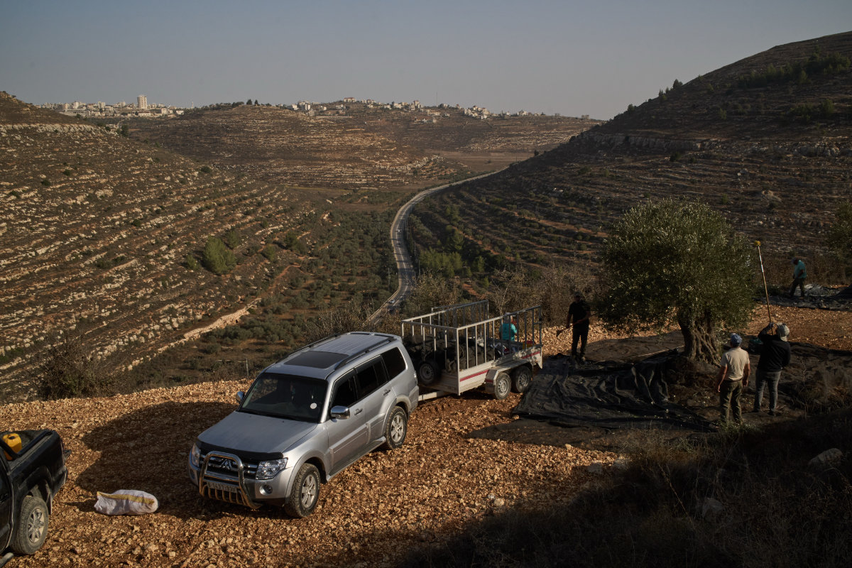 Palestinians harvest olives on a hill near the highway 60 in the West Bank village of Al-Mazraa al-Sharqiya,  Oct. 23, 2026. (AP Photo/Leo Correa)