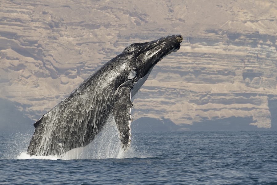 An Arabian Sea humpback whale breaching off the coast of Oman. By Darryl MacDonald.