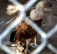 Captive, Neglected & Abused