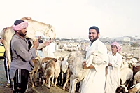 Animal Market Offends Sense and Sensibility