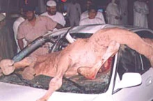 Man Dies After Hitting Stray Camel