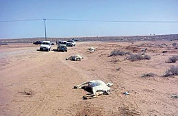 Saudi Killed in Car-Camel Collision