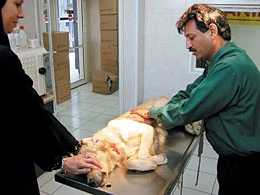 Resuscitation Training for Pet Owners