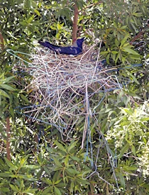Even Crows Can Have Hangups