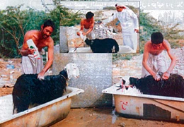Jobless Youths Earn a Living by Laundering Sheep