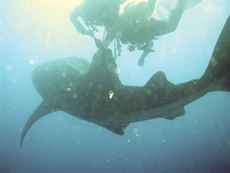 High Excitement With Deep Diving