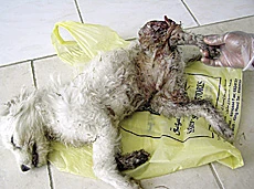 If Only This Dog Had His Day