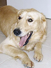Jeddah Clinic Serves as Shelter for Abandoned Animals