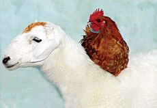 The ‘Tail’ of a Rooster and a Goat