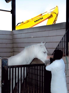 Jeddah Stables Under Threat of Closure