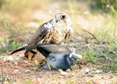 Falconry Event Thrills Spectators