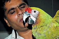 Sick as a Parrot