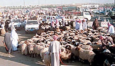 Rush for Sacrificial Sheep Triggers Price War