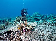 All in the Balance: Opening Dive Tourism in Asir
