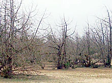 Arar Tree on Verge of Extinction