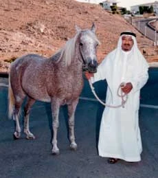 A Passion for Arabian