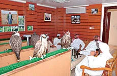 Falconers Spread Their Wings
