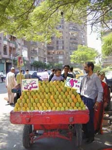 Go Mango