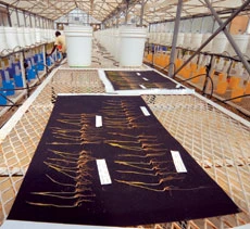 Irrigate Less, Grow More, KFUPM Shows the Way