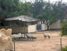 An Abode That Tends to the Arabian Maha