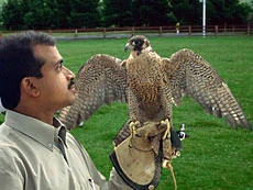 Falcons May Soon Become an Endangered Bird