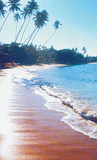 An Island of Enchanting Delight