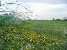 Greeting Spring at Rawdat Khuraim