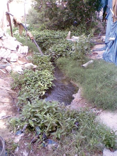 Passport Officials Smash Gang Growing Vegetables Illegally
