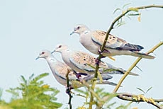 Migratory Birds Attract Amateur Hunters in Droves