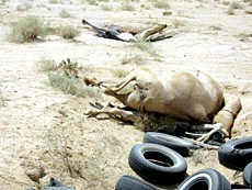 Mysterious Camel Deaths Now Reach Qasim