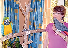 Bye-Bye, Birdie
