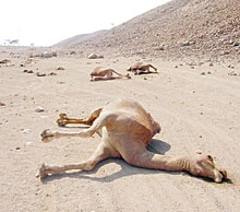 Camel Deaths Alarm Yanbu Livestock Owners