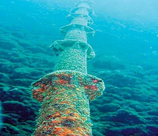 Expert Warns of Danger to Marine Life