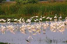 Malabar’s Biggest Water Body Under Threat