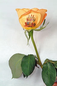 Say It With a Rose