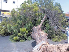 The tree that was...