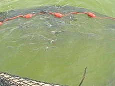 Makkah officials raid fish farm