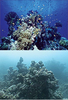 Water Resources Supplement: Raw sewage ruining local ecosystem