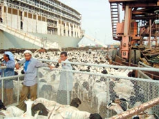 Somali sheep start arriving