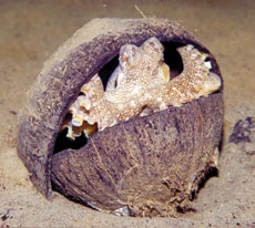 Savvy octopus stuns boffins