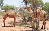 Give us your camels, Saudis tell Aussies